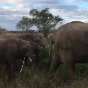 Preview thumbnail for 🔥Huge herd of elephants walking past🔥 image