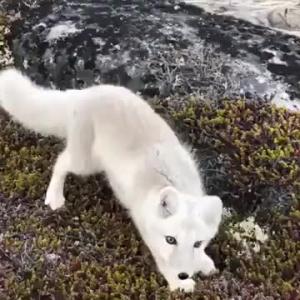 Preview thumbnail for Gorgeous Arctic Fox spots a human and comes right up to greet him. All the cuteness was caught on video. image