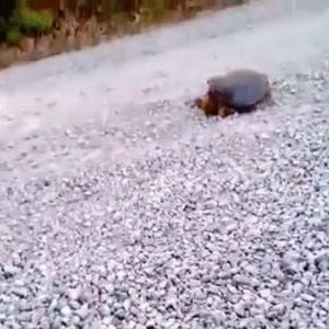 Preview thumbnail for Let’s taunt a turtle. Wcgw? image