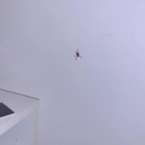 Preview thumbnail for What type of spider is this and how much rent should I charge it? London, U.K. image