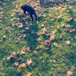 Preview thumbnail for Reaper is 8 weeks old and she loves running