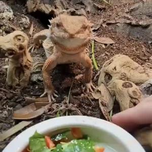 Preview thumbnail for today boingle will only consider salad if I hold them