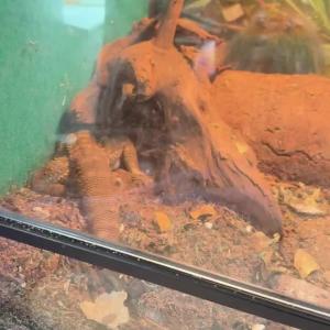 Preview thumbnail for What's our beardie doing?