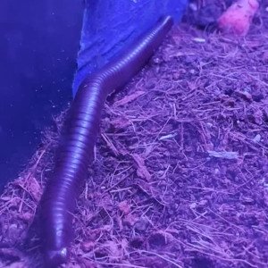 Preview thumbnail for Ever wonder what pooping looks like for a millipede? image