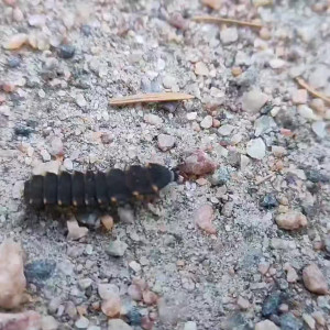 Preview thumbnail for I thought it could be a ladybug larva, but it seems way too big. Finland, North Europe image